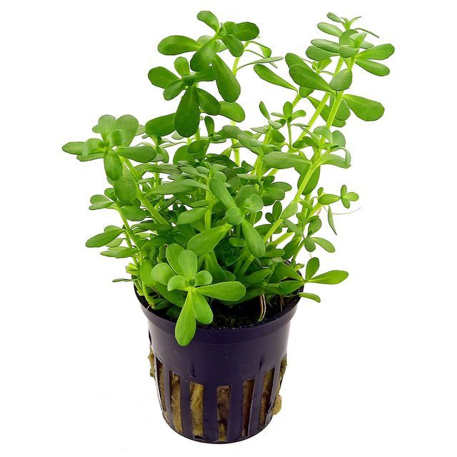 moneywort bacopa monnieri aquarium potted plants