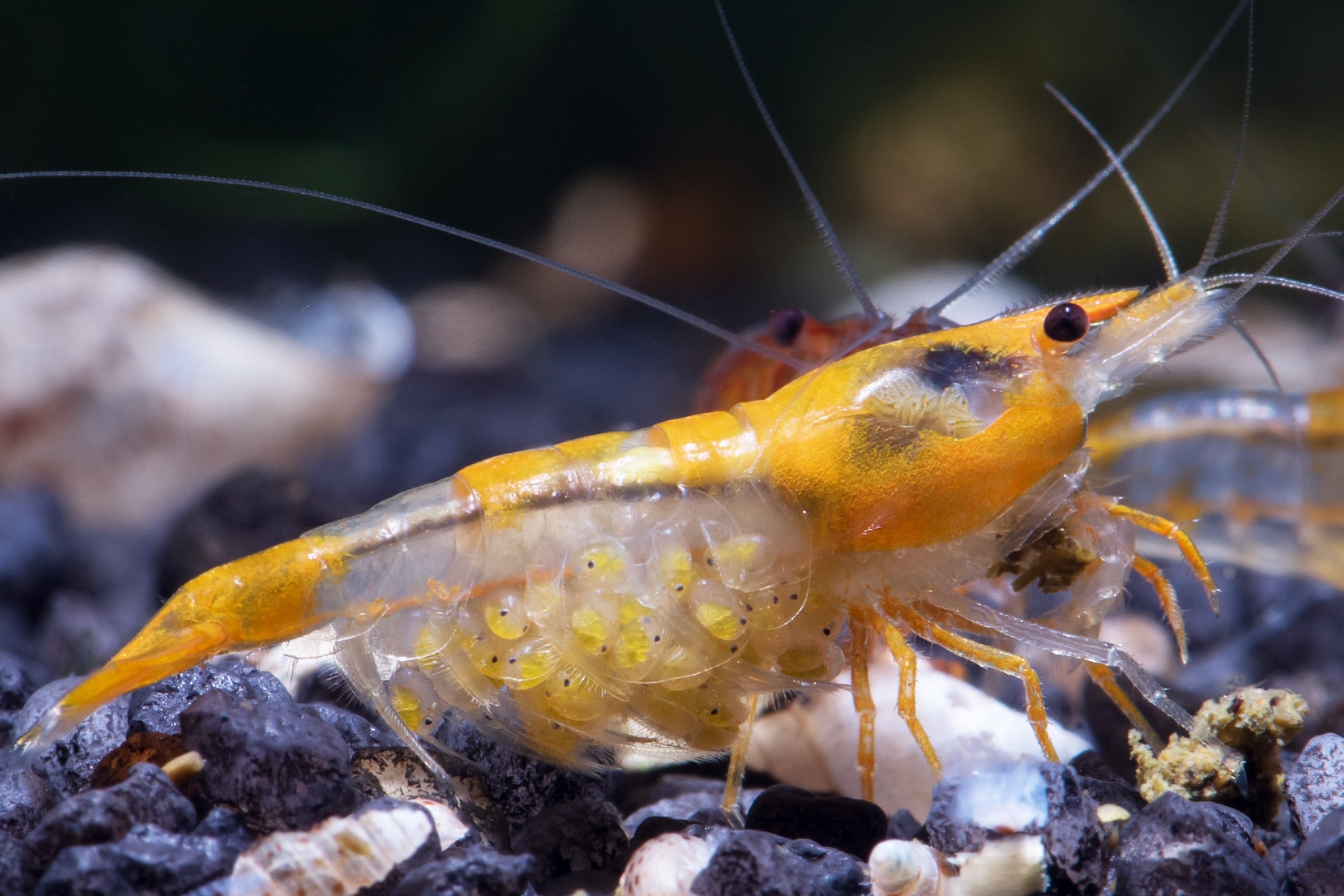 rili shrimp, orange rili shrimp, orange cherry shrimp, orange rili, orange neocaridina, orange and white shrimp, rili shrimp for sale, orange rili shrimp for sale