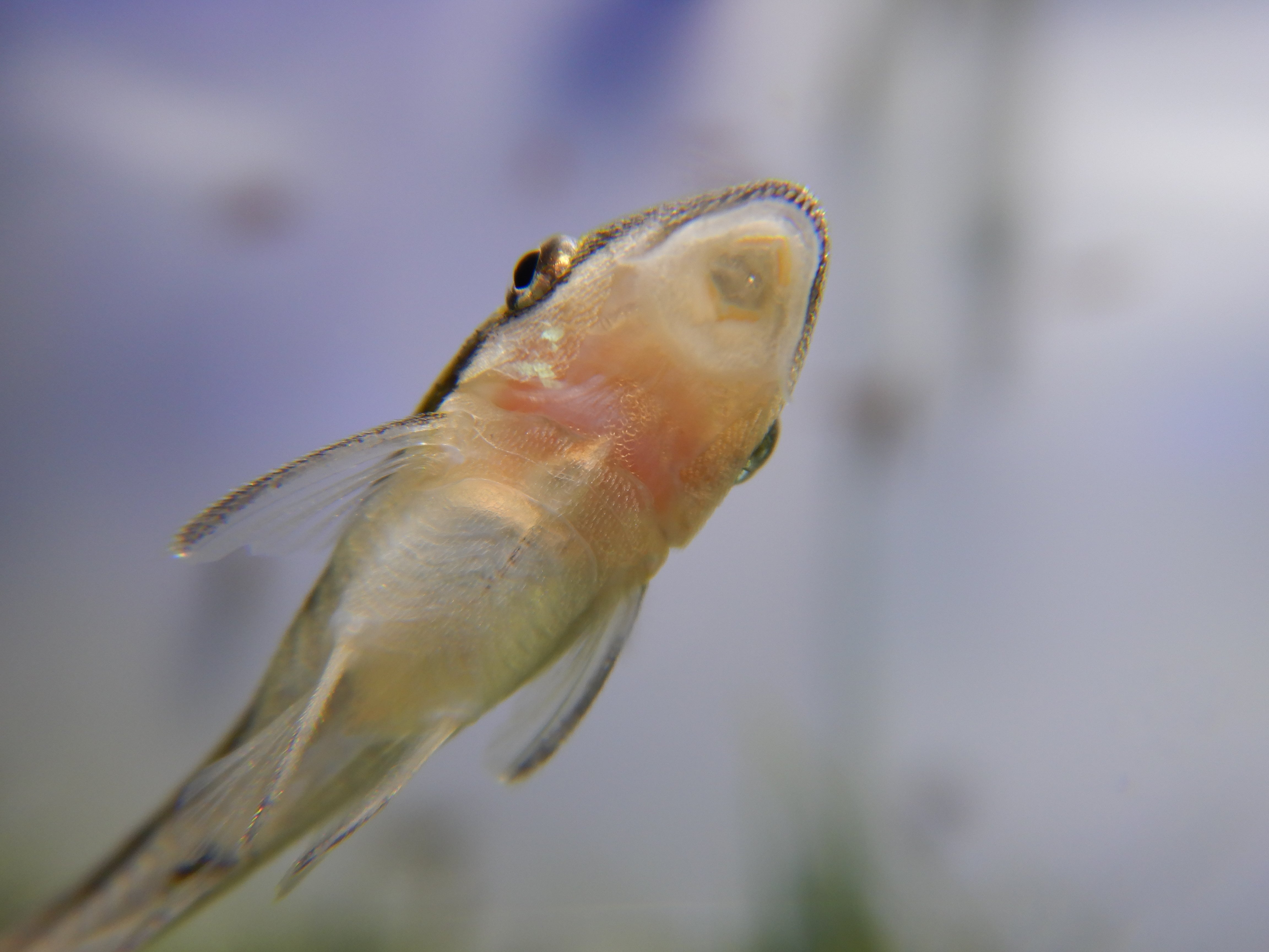 otocinclus arnoldi for sale, otocinclus catfish for sale, otocinclus arnoldi catfish, otocinclus types, otos catfish, close-up of otocinclus arnoldi