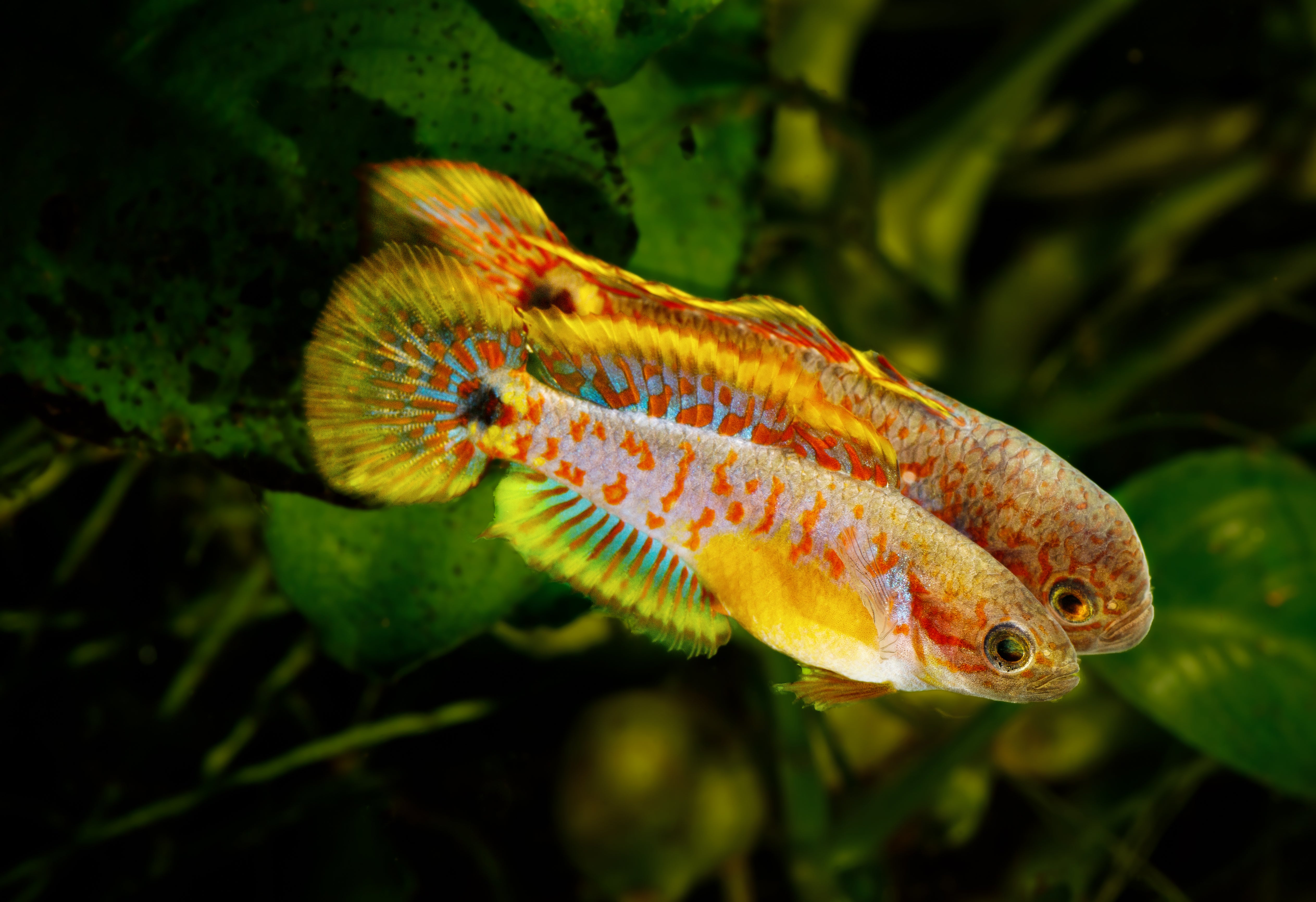 peacock gudgeon, gudgeon, gudgeon fish, peacock gudgeons, peacock goby, peacock gudgeon goby, peacock gudgeon for sale, gudgeons, peacock gudgeon male vs female, gudgeon peacock, peacock gudgeon fish, gudgeon goby, peacock gudgeon for sale online, buy peacock gudgeon online
