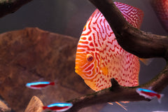 Pigeon Red Discus
