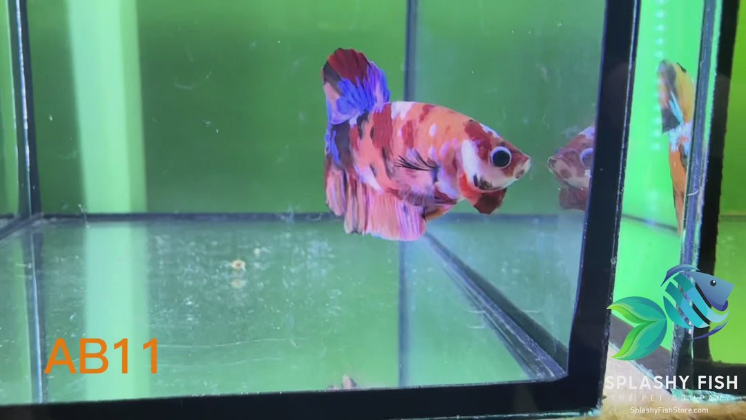AB11 WYSIWYG Premium Koi Nemo Galaxy Male Plakat Betta Fish