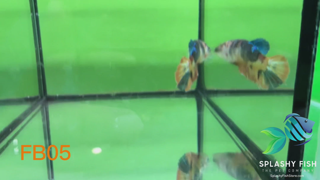 FB05 WYSIWYG B Grade Female Plakat Betta Fish