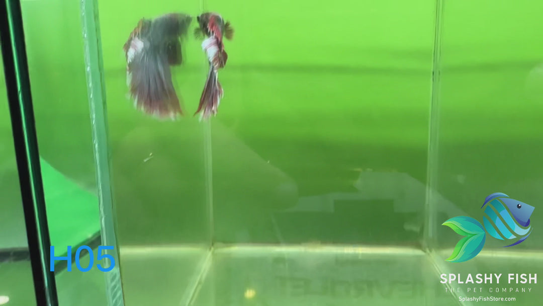 H05 WYSIWYG Premium Halfmoon Betta Fish