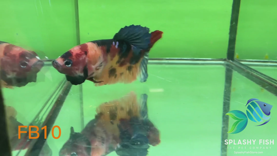 FB10 WYSIWYG B Grade Female Plakat Betta Fish
