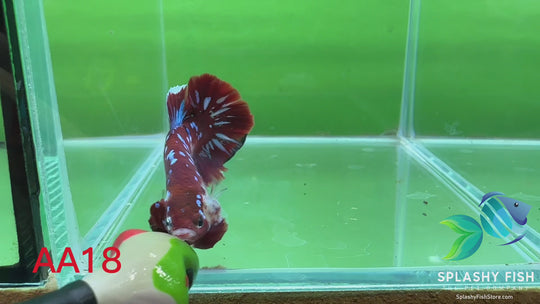 Premium Grade Betta Fish for Sale - Buy High-quality Bettas Online ...