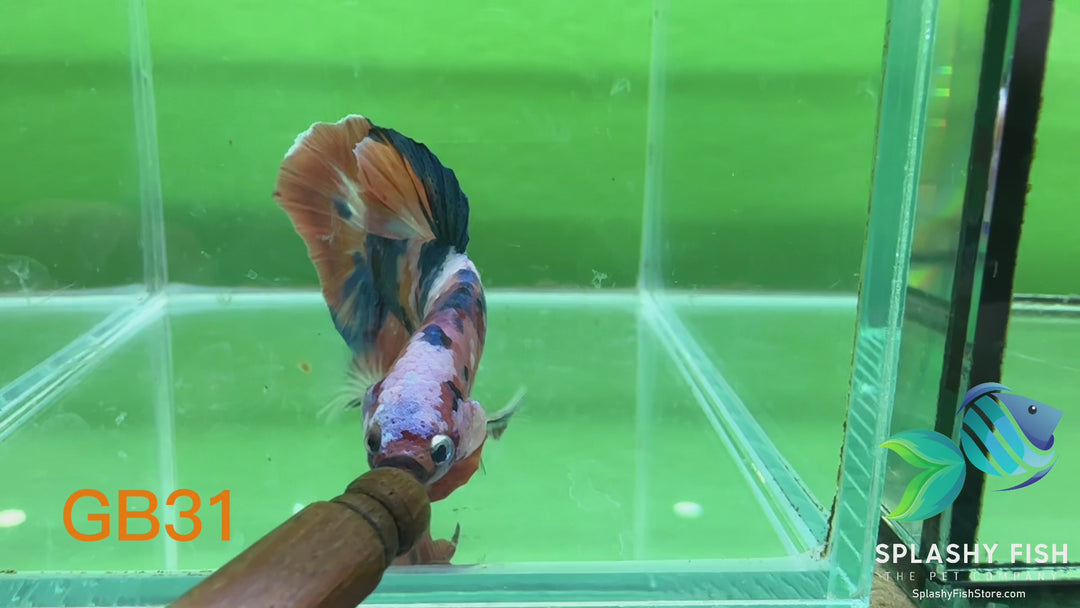 GB31 WYSIWYG Premium Giant Male Plakat Betta Fish