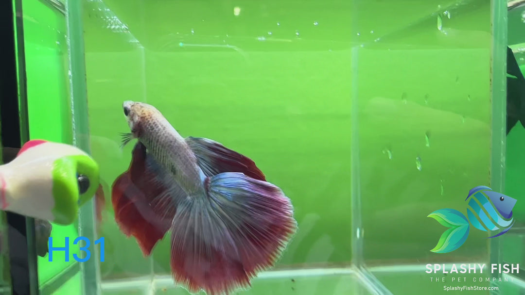 H31 WYSIWYG Premium Halfmoon Betta Fish