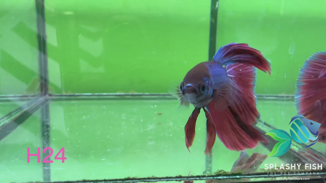 H24 WYSIWYG Premium Halfmoon Betta Fish