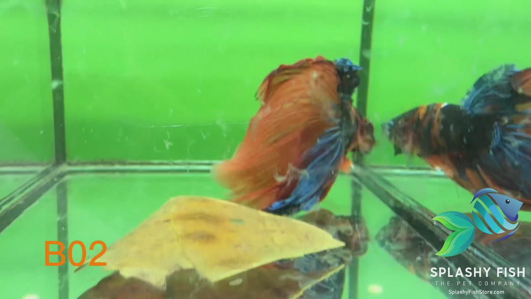B02 WYSIWYG Premium Koi Nemo Halfmoon Male Betta Fish