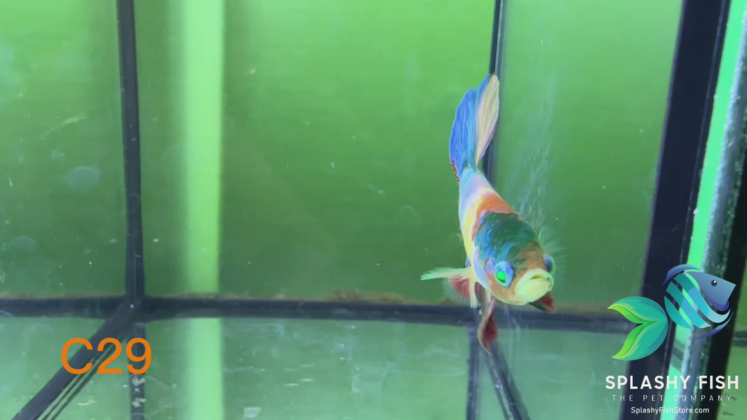 C29 WYSIWYG Premium Neon Koi Plakat Male Betta Fish