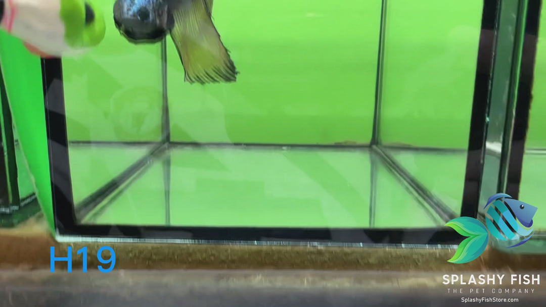 H19 WYSIWYG Premium Halfmoon Betta Fish