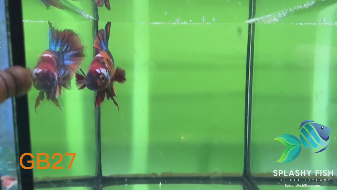 GB27 WYSIWYG Premium Giant Male Plakat Betta Fish