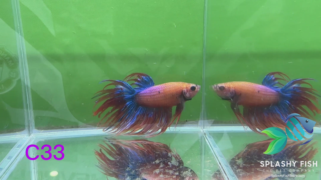 C33 WYSIWYG Premium Crowntail Male Betta Fish
