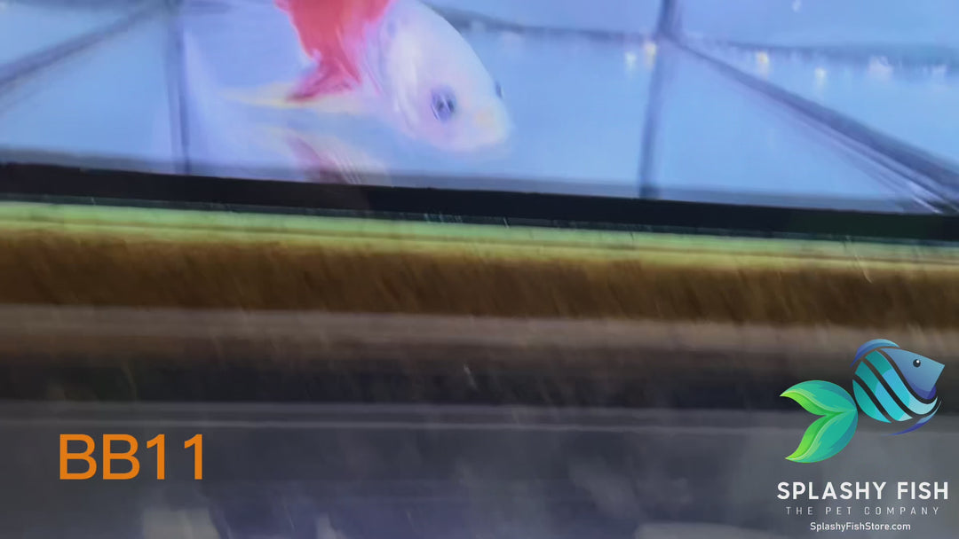 BB11 WYSIWYG B Grade Galaxy Male Betta Fish HMPK