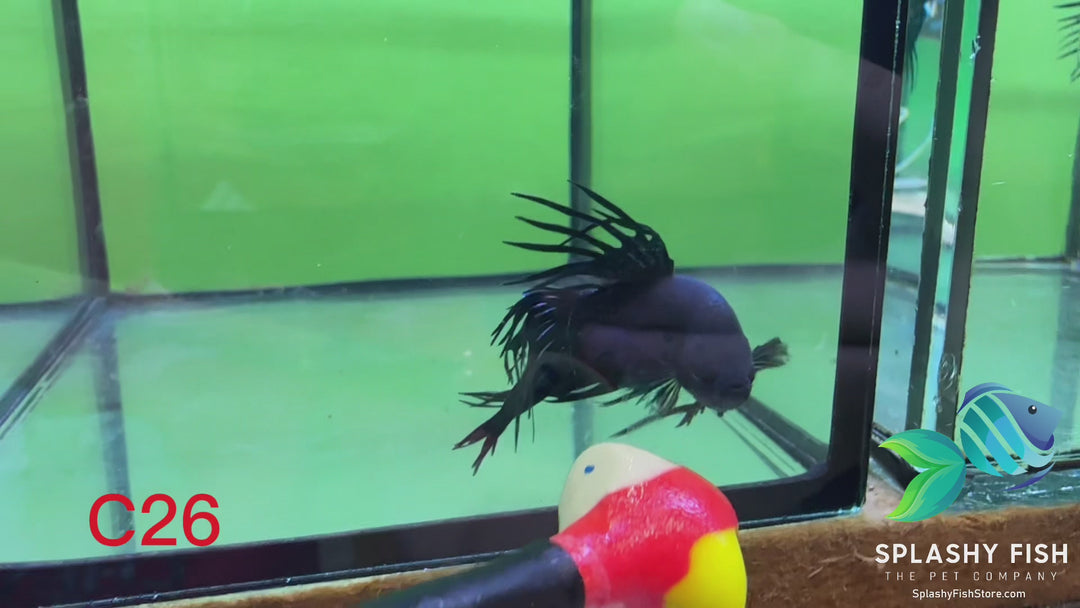 C26 WYSIWYG Premium Crowntail Male Betta Fish