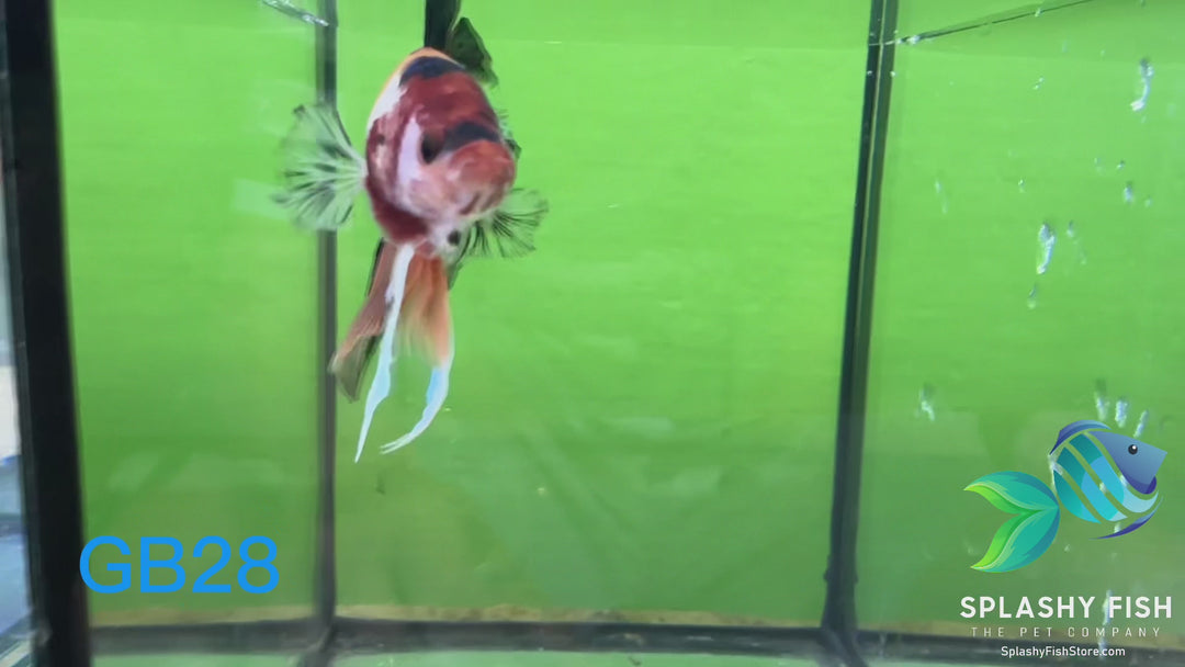 GB28 WYSIWYG Premium Giant Male Plakat Betta Fish