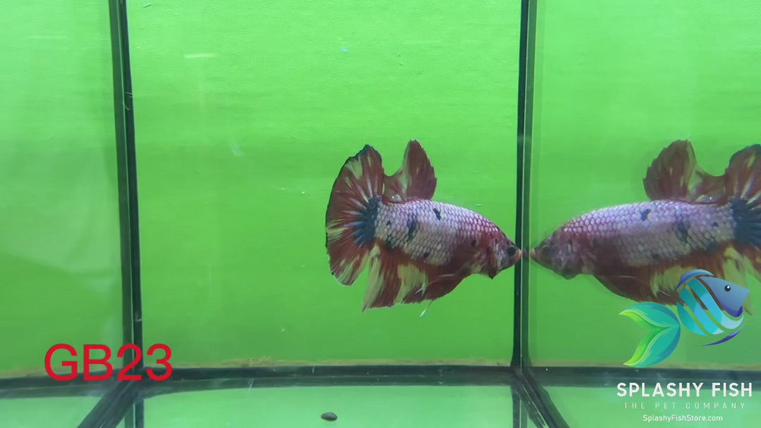 GB23 WYSIWYG Premium Giant Male Plakat Betta Fish