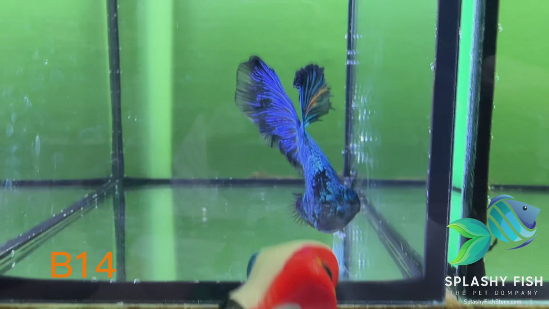 B14 WYSIWYG Premium Koi Nemo Halfmoon Male Betta Fish