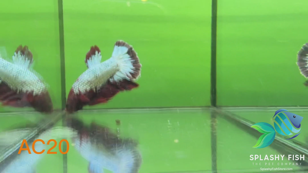 AC20 WYSIWYG Premium Fancy Male Plakat Betta Fish