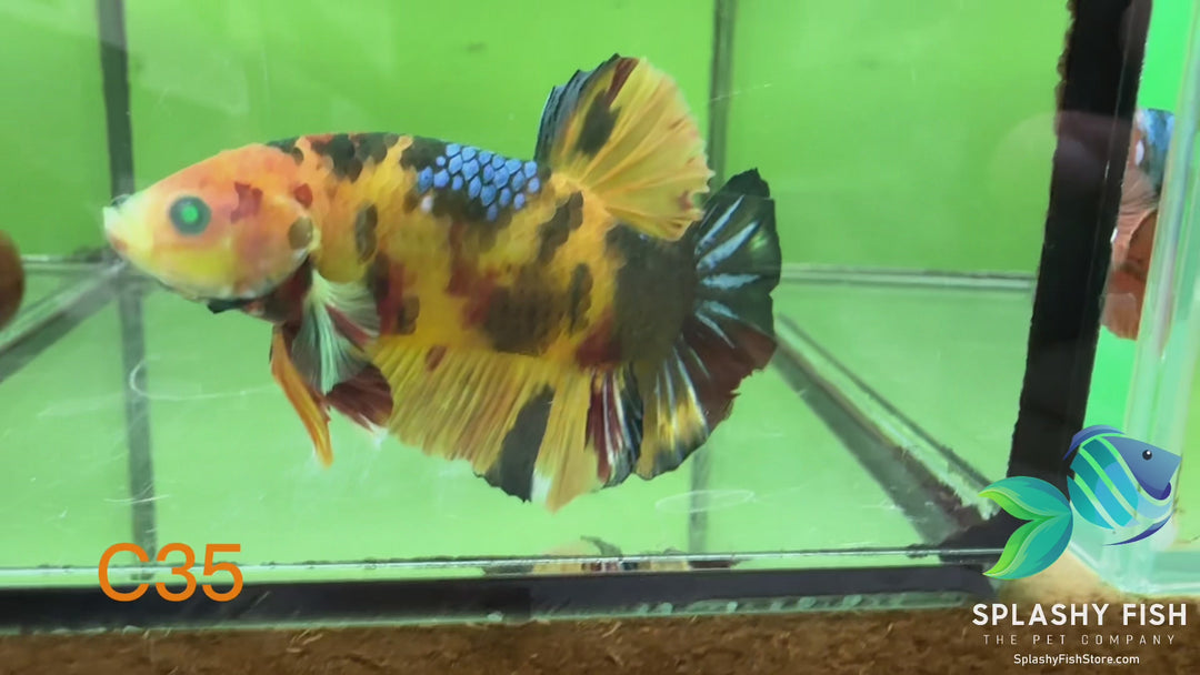 C35 WYSIWYG Premium Neon Koi Plakat Male Betta Fish