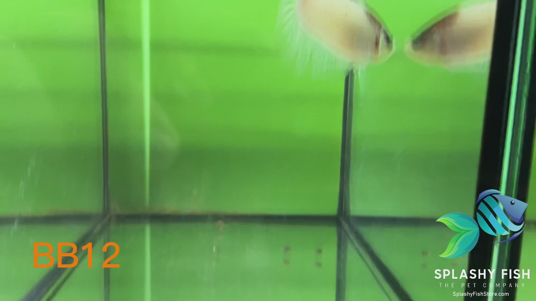 BB12 WYSIWYG B Grade Galaxy Male Betta Fish HMPK
