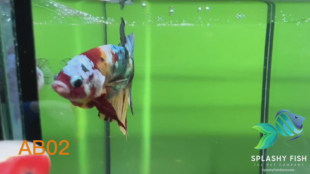 AB02 WYSIWYG Premium Koi Nemo Galaxy Male Plakat Betta Fish