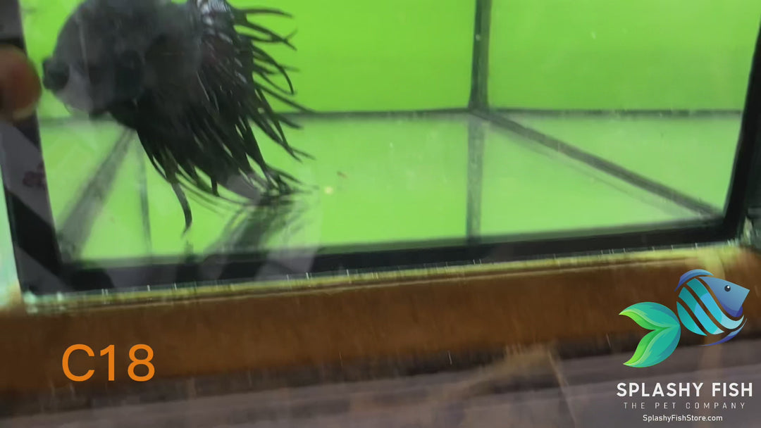 C18 WYSIWYG Premium Crowntail Male Betta Fish