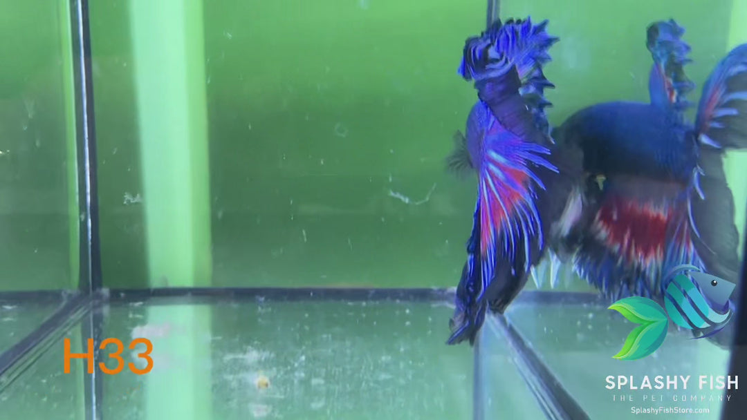 H33 WYSIWYG Premium Halfmoon Betta Fish