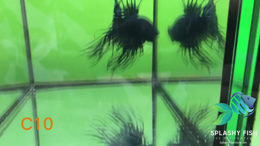 C10 WYSIWYG Premium Crowntail Male Betta Fish