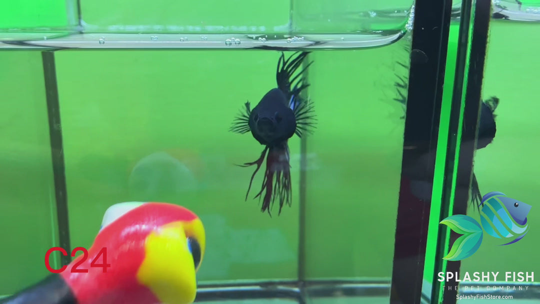 C24 WYSIWYG Premium Crowntail Male Betta Fish