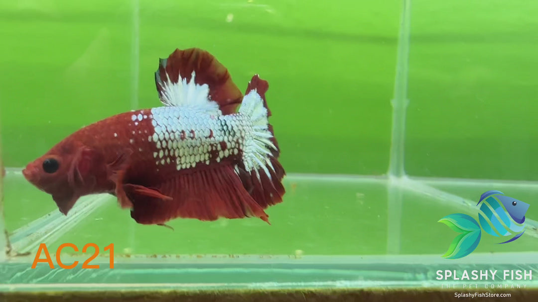 AC21 WYSIWYG Premium Fancy Male Plakat Betta Fish