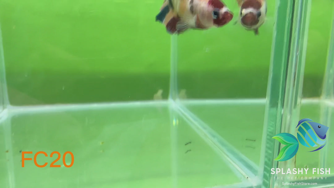 FC20 WYSIWYG B Grade Female Plakat Betta Fish
