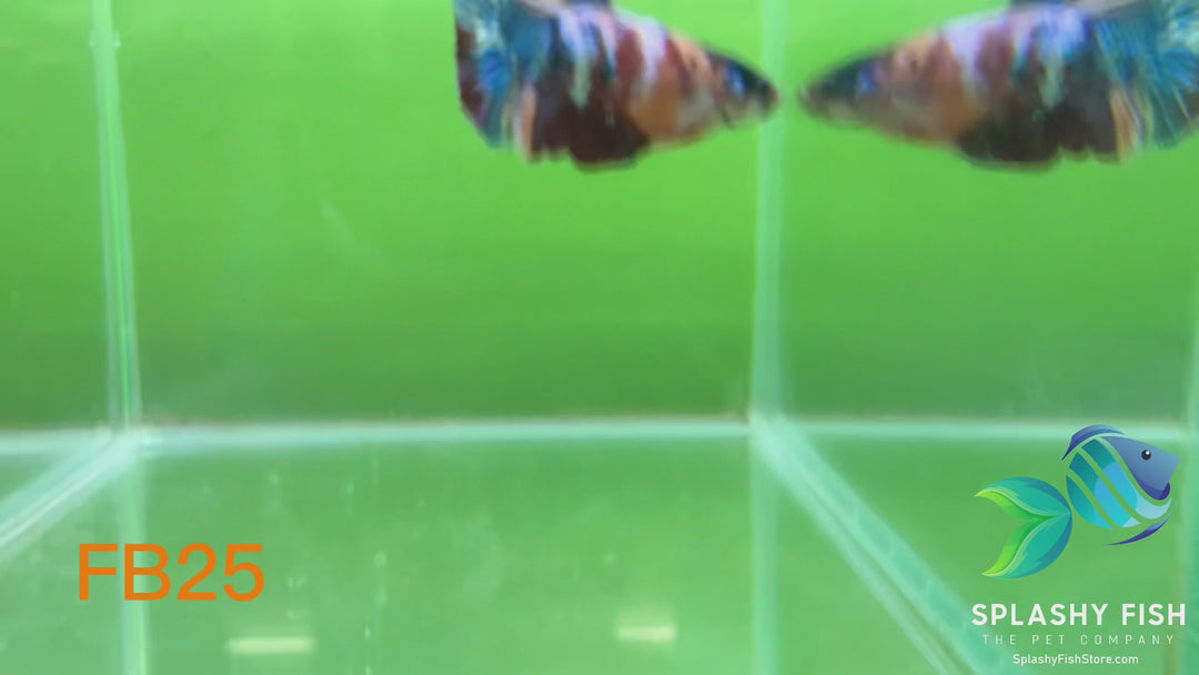 FB25 WYSIWYG B Grade Female Plakat Betta Fish