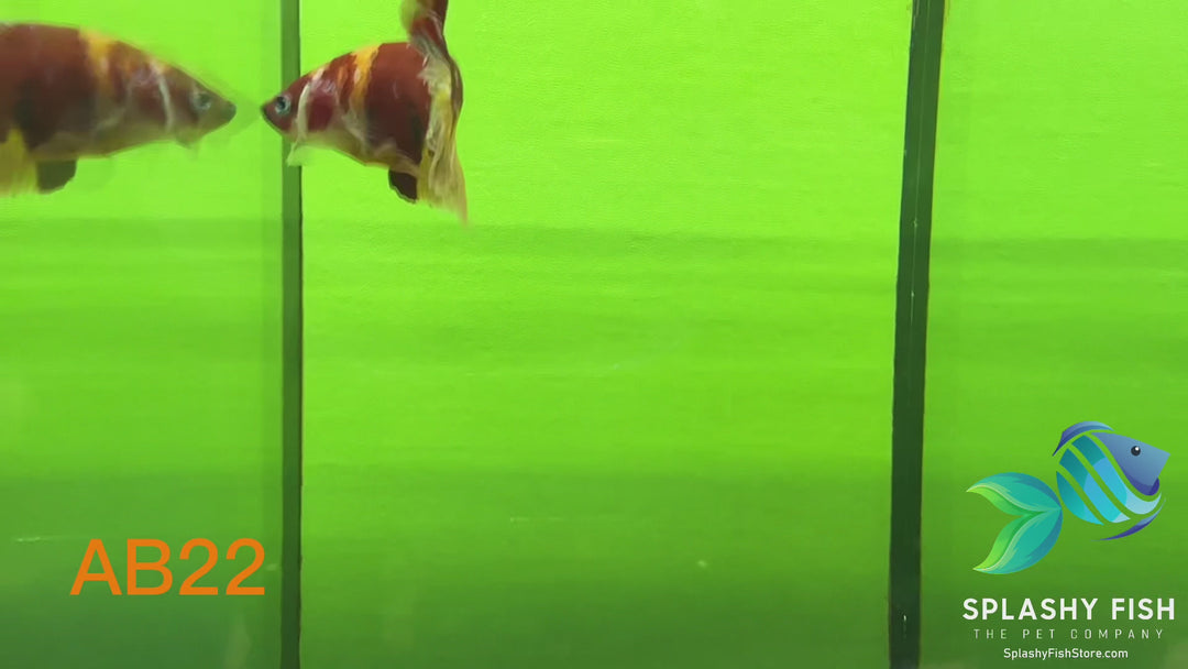 AB22 WYSIWYG Premium Koi Nemo Galaxy Male Plakat Betta Fish