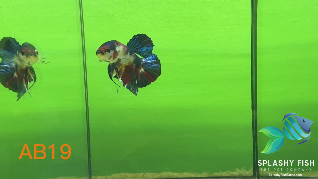 AB19 WYSIWYG Premium Koi Nemo Galaxy Male Plakat Betta Fish