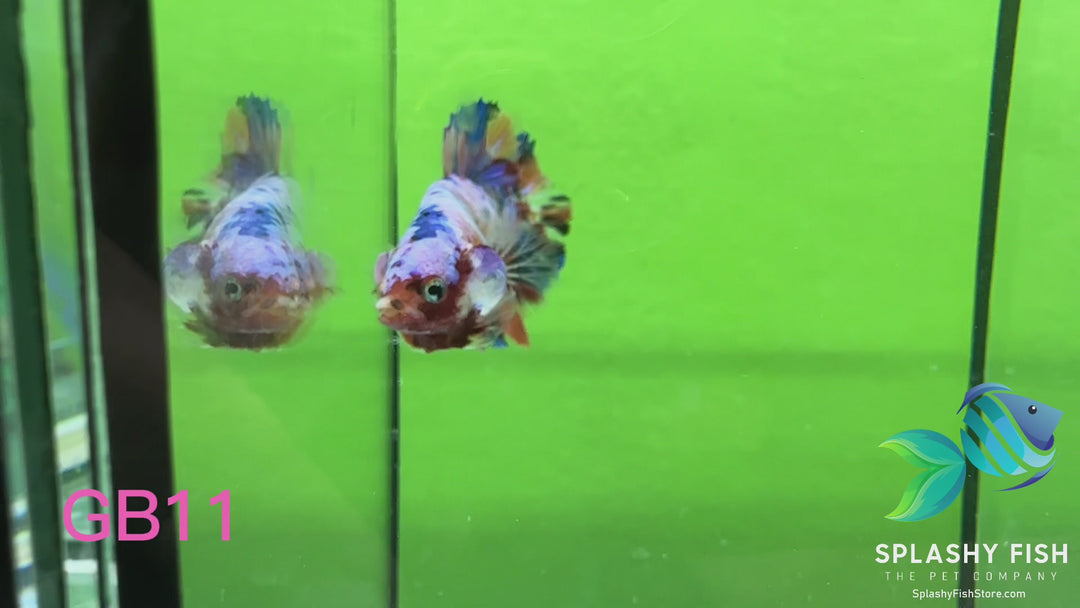 GB11 WYSIWYG Premium Giant Male Plakat Betta Fish