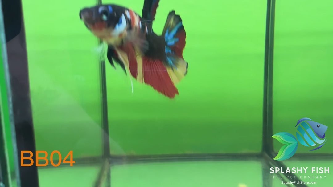BB04 WYSIWYG B Grade Galaxy Male Betta Fish HMPK