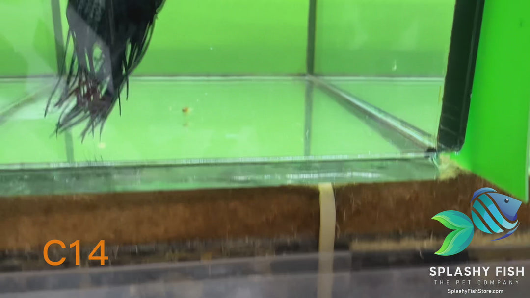 C14 WYSIWYG Premium Crowntail Male Betta Fish