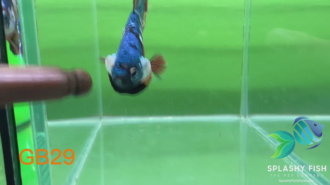 GB29 WYSIWYG Premium Giant Male Plakat Betta Fish