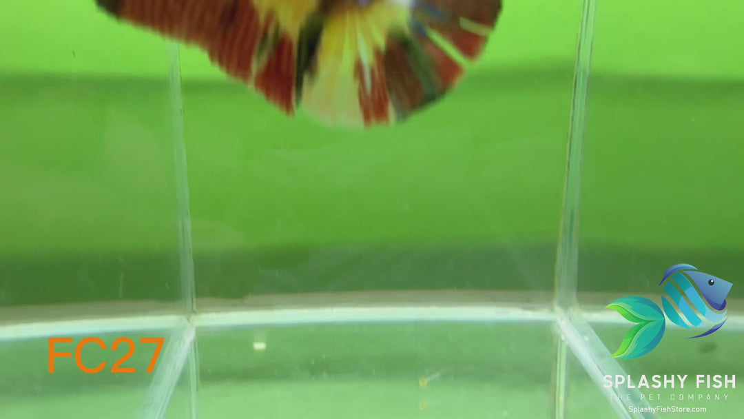 FC27 WYSIWYG B Grade Female Plakat Betta Fish