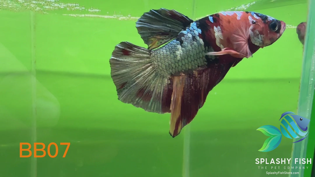 BB07 WYSIWYG B Grade Galaxy Male Betta Fish HMPK