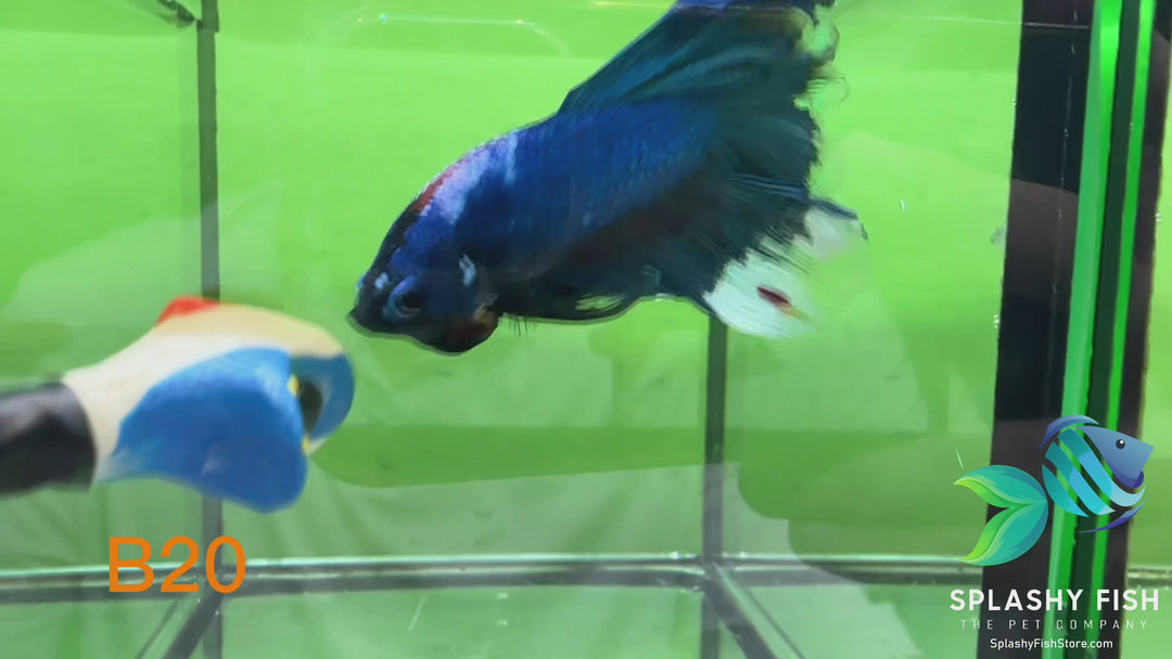 B20 WYSIWYG Premium Koi Nemo Halfmoon Male Betta Fish
