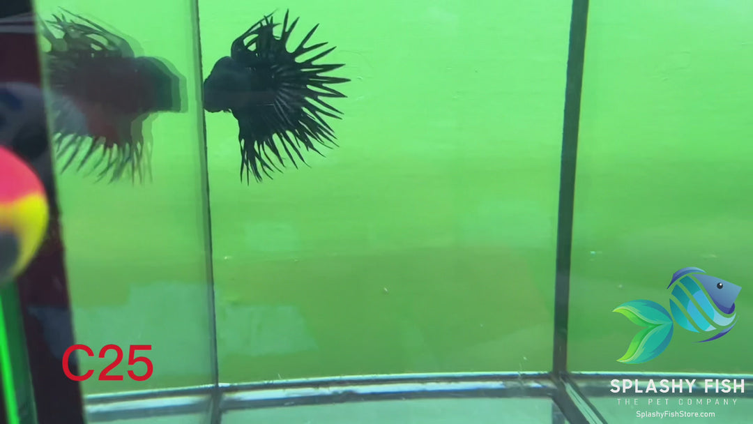 C25 WYSIWYG Premium Crowntail Male Betta Fish