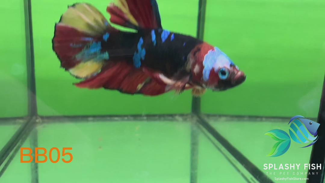 BB05 WYSIWYG B Grade Galaxy Male Betta Fish HMPK