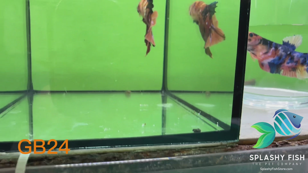 GB24 WYSIWYG Premium Giant Male Plakat Betta Fish