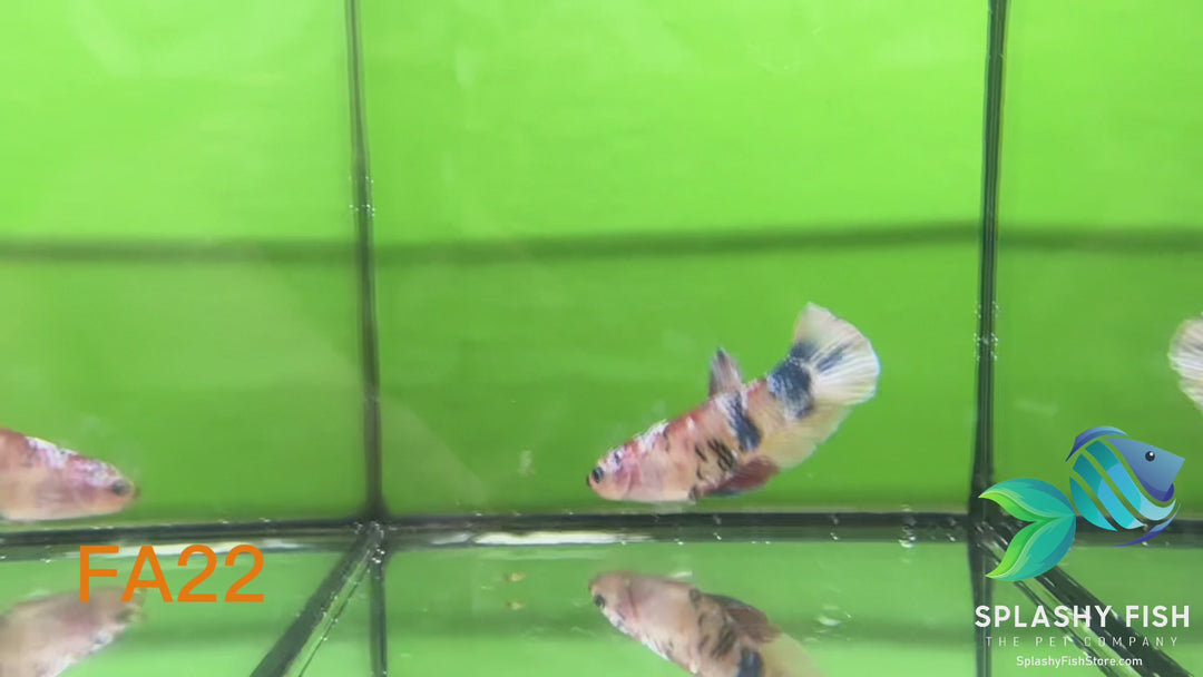 FA22 WYSIWYG B Grade Female Plakat Betta Fish