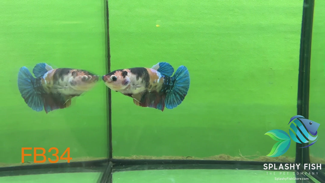 FB34 WYSIWYG B Grade Female Plakat Betta Fish
