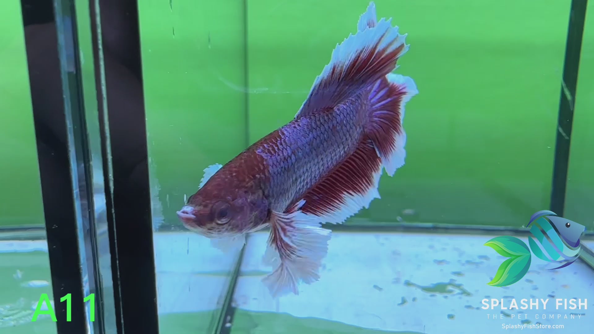 Betta Fish For Sale, Tropical Freshwater Fish Store