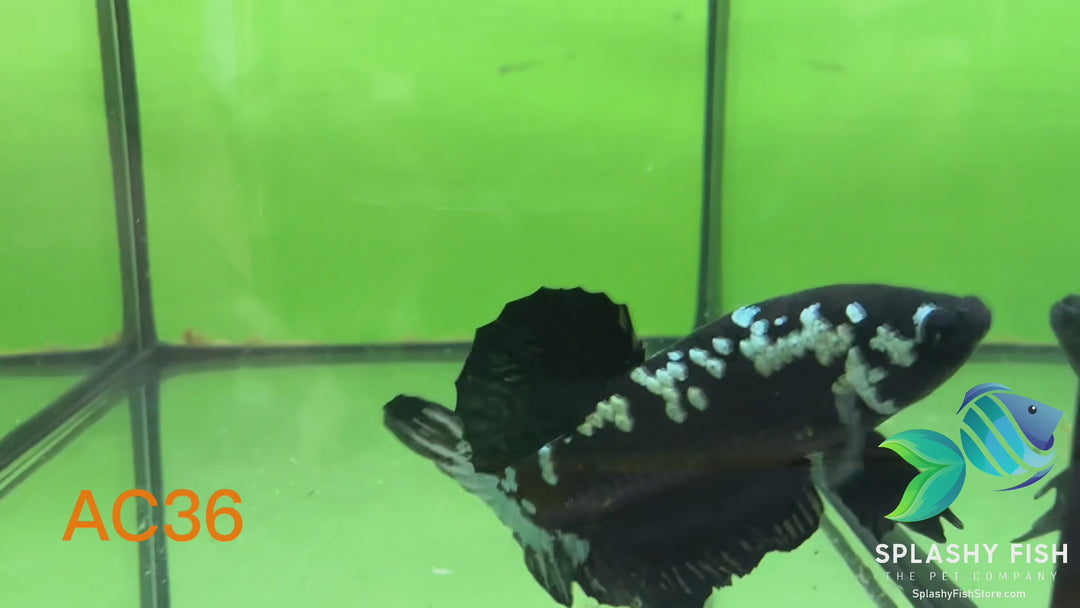 AC36 WYSIWYG Premium Samurai Male Plakat Betta Fish
